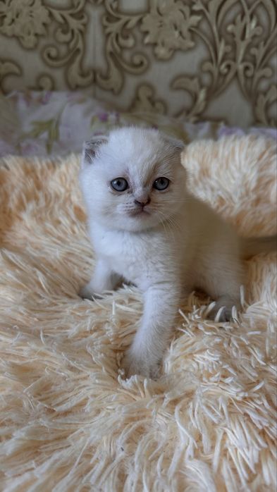 Шотланські і британські кошенята