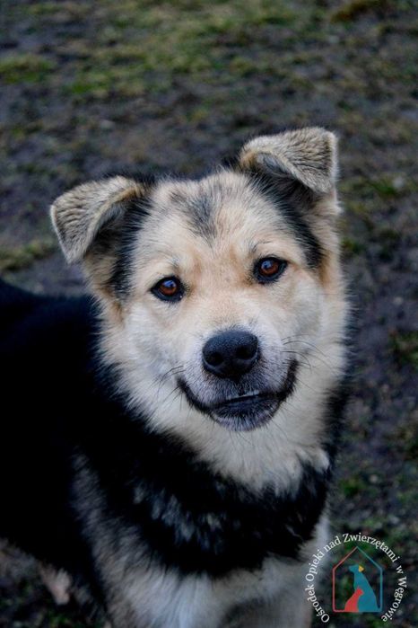 PIĘKNY, MŁODY, WESOŁY, towarzyski, lubi się bawić - adoptuj !!!
