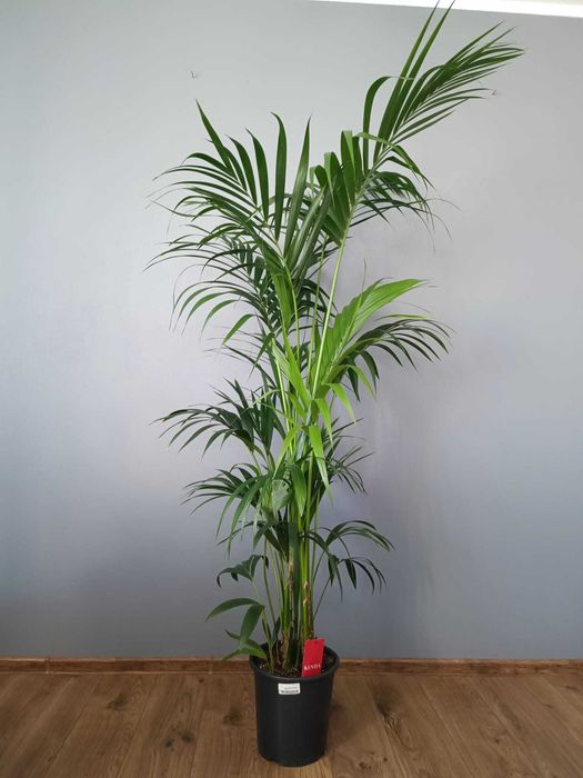 Palma Kentia Kencja Howea Forsteriana 8 pędów 210 cm