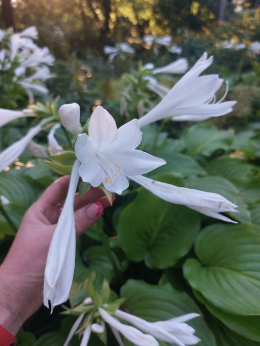 Продам куст Хосты подорожниковой