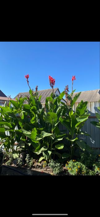 Канни великани червоного кольору