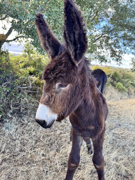 Burro Raça Autóctene Mirandesa