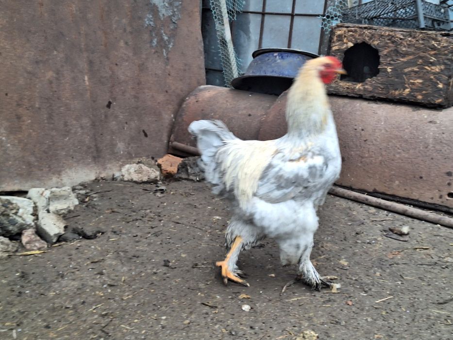 Кури брама Ізабела та Куріпчаста