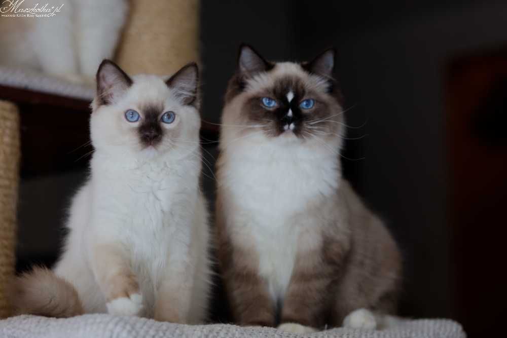 Ragdoll, prześliczny kocurek seal mitted z rodowodem FPL