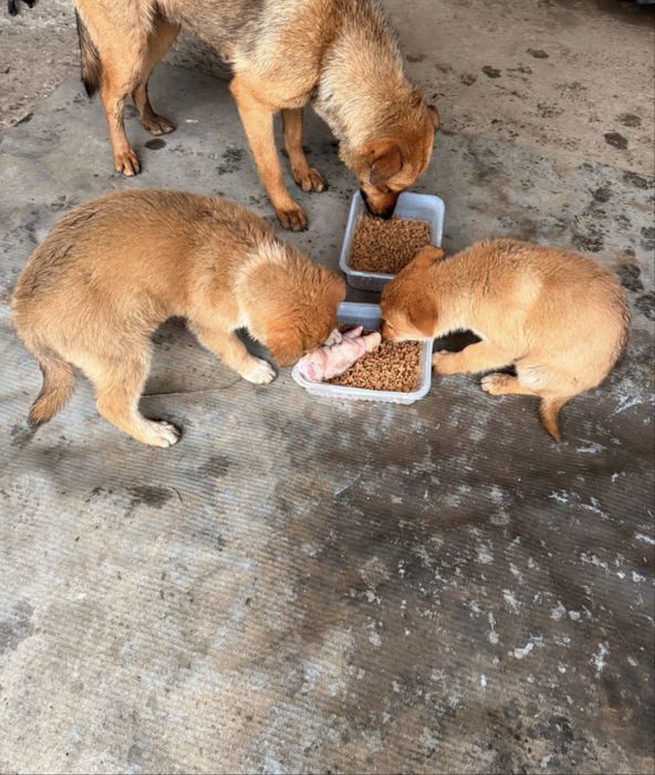 Віддамо в добрі руки 2-х руденьких малючків