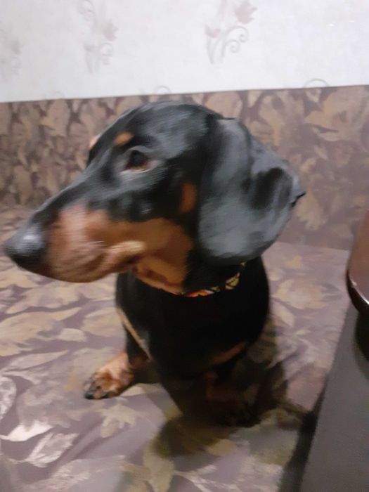 Карликовая Такса мальчик ищет пару