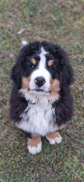 Bernenski Pies Pasterski Yago gotowy do odbioru