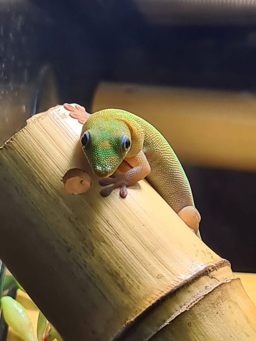 Samiczki dniówek gruboogonowych