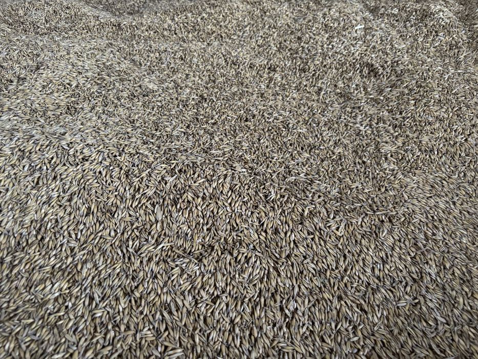 Owies ze zbiorów 2025