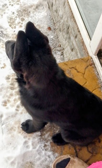 Щенок девочка ,привезем