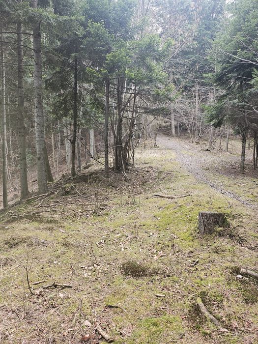 Las z widokiem na kotline żywiecka