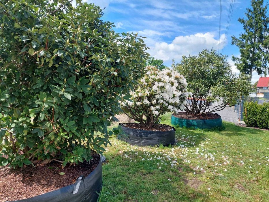 Rhododendron, różanecznik