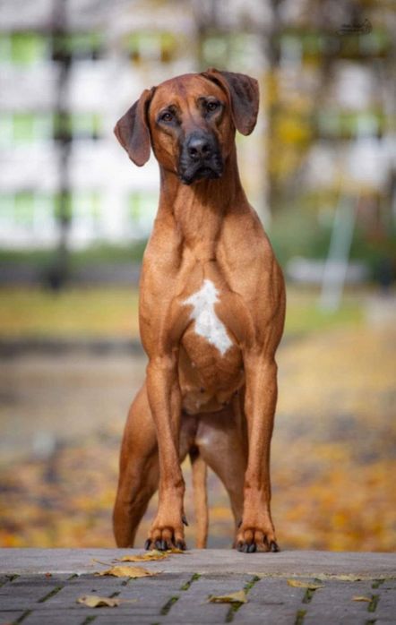 Орыс секс жалаушысы