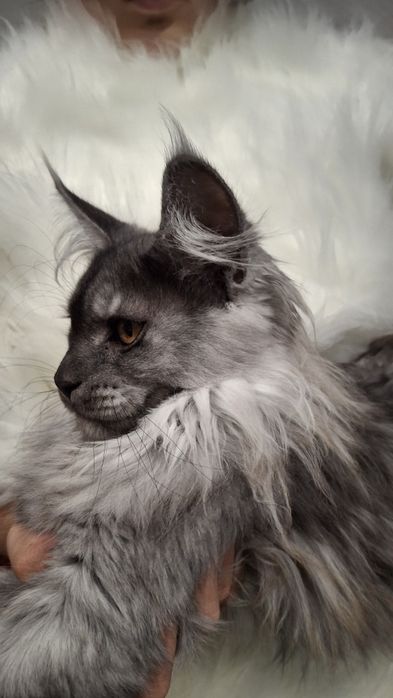 Кошенята мейн кун