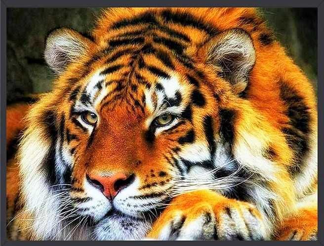 Діамантова вишивка/мозаїка набір(Алмазная вышивка/мозаика набор)