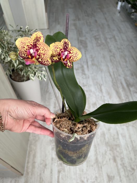 Продам орхідею Lucky Leopard