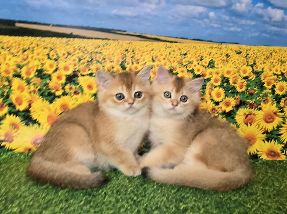 Сладкая парочка- золотые котята