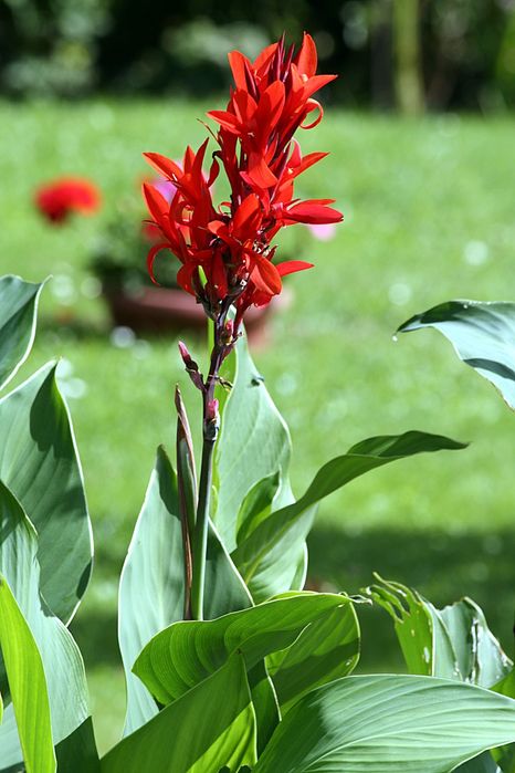 Trytoma, liliowiec, kosaciec, kanna