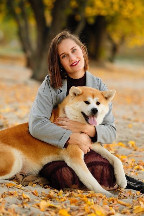 Японська Акіта іну малюки в продажі.