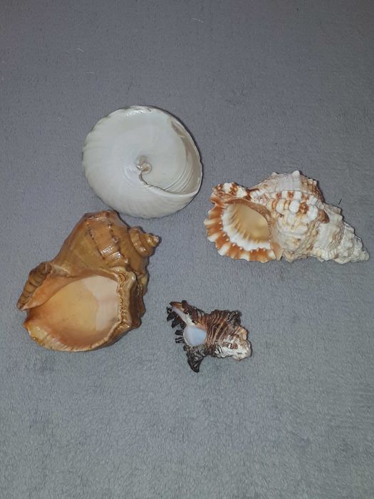 Muszle morskie naturalne