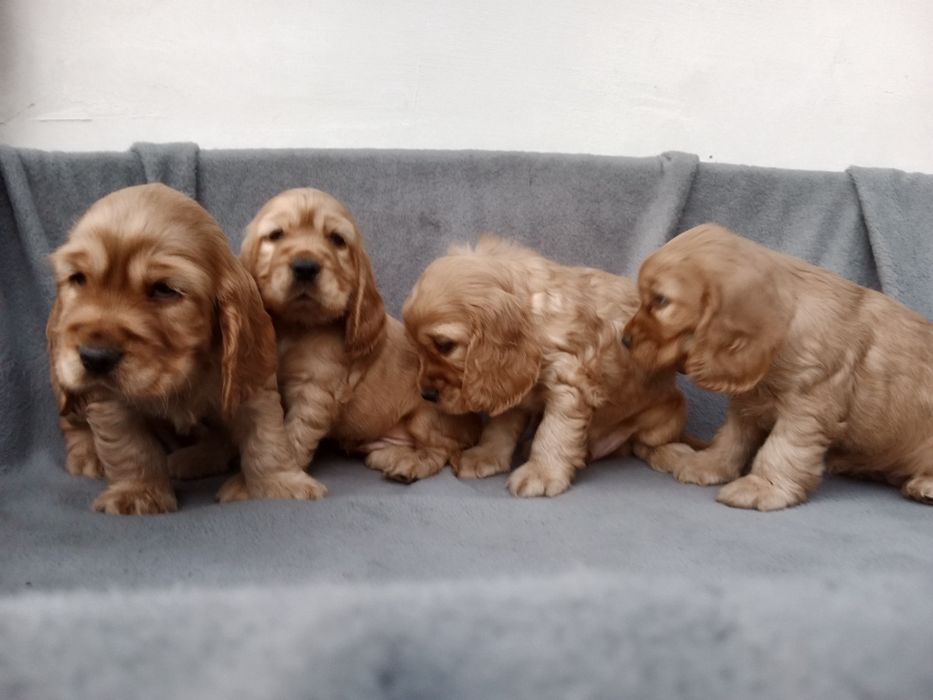 Piękny piesek cocer spaniel Gotowy do odbioru