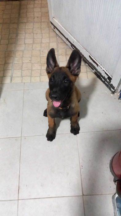 Pastor Belga Malinois LOP e Afixo