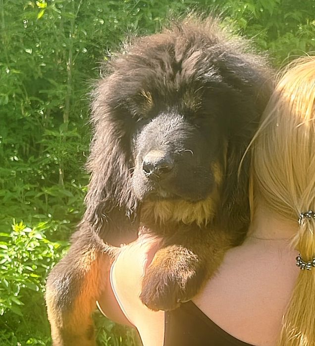 Перспективные щенки Тибетского мастифа.