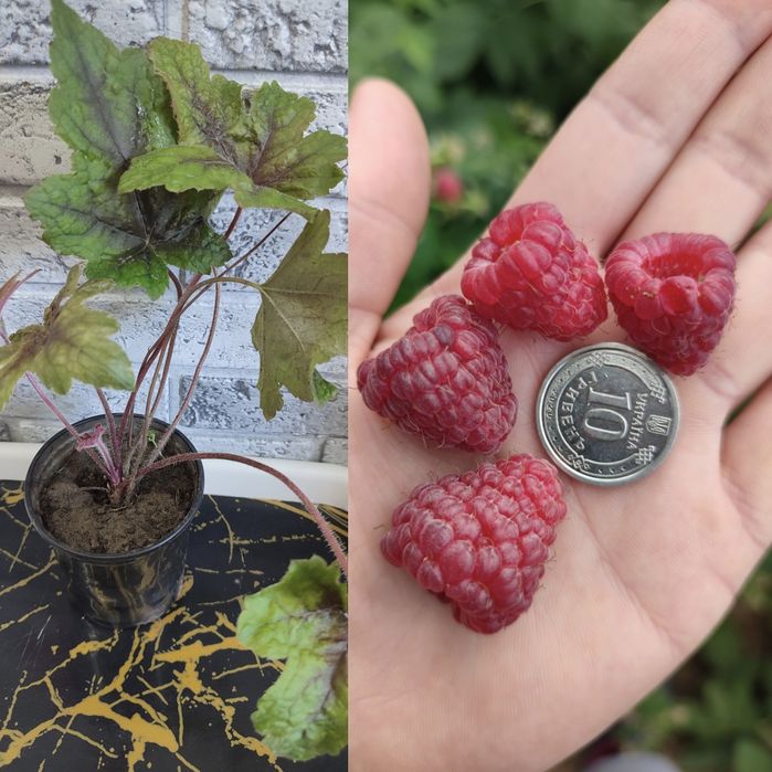 Жоржини, Георгины, та інші квіти