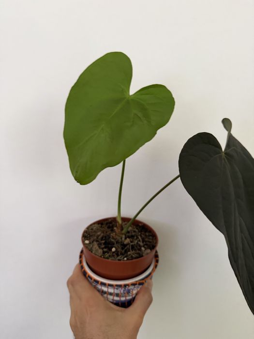 Anthurium diversos