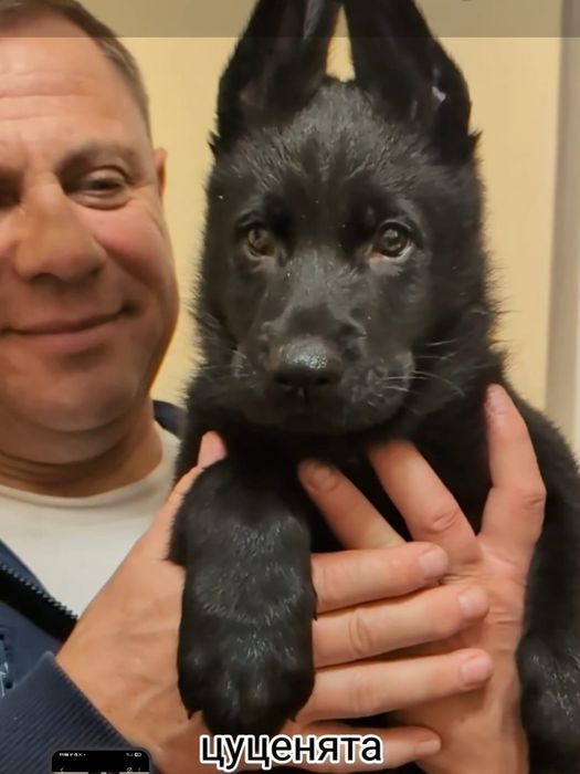 Щенки немецкой овчарки