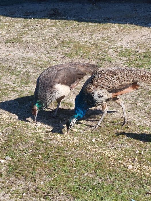Casal  de pavões azuis