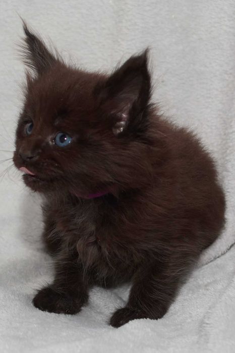 Maine Coon czarny chłopczyk