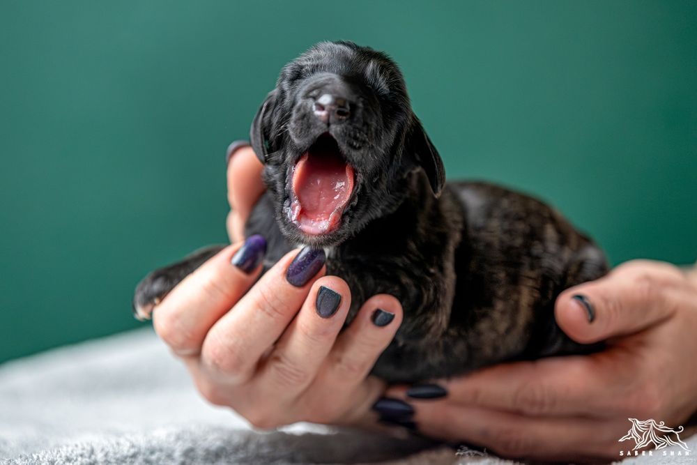 Chart afgański samiec