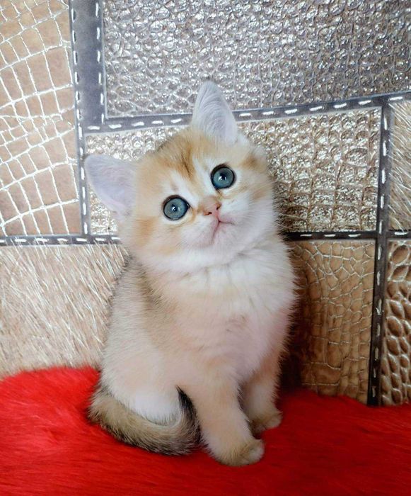 Шотландские Золотые шиншиллы девочки Наоми и Норма