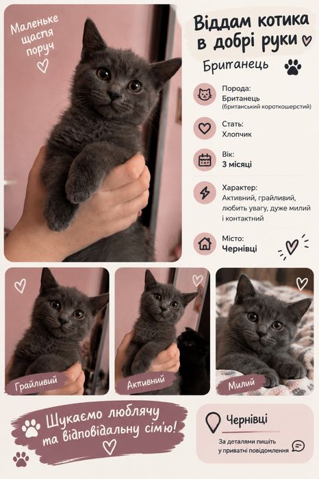Котик сіренький британець