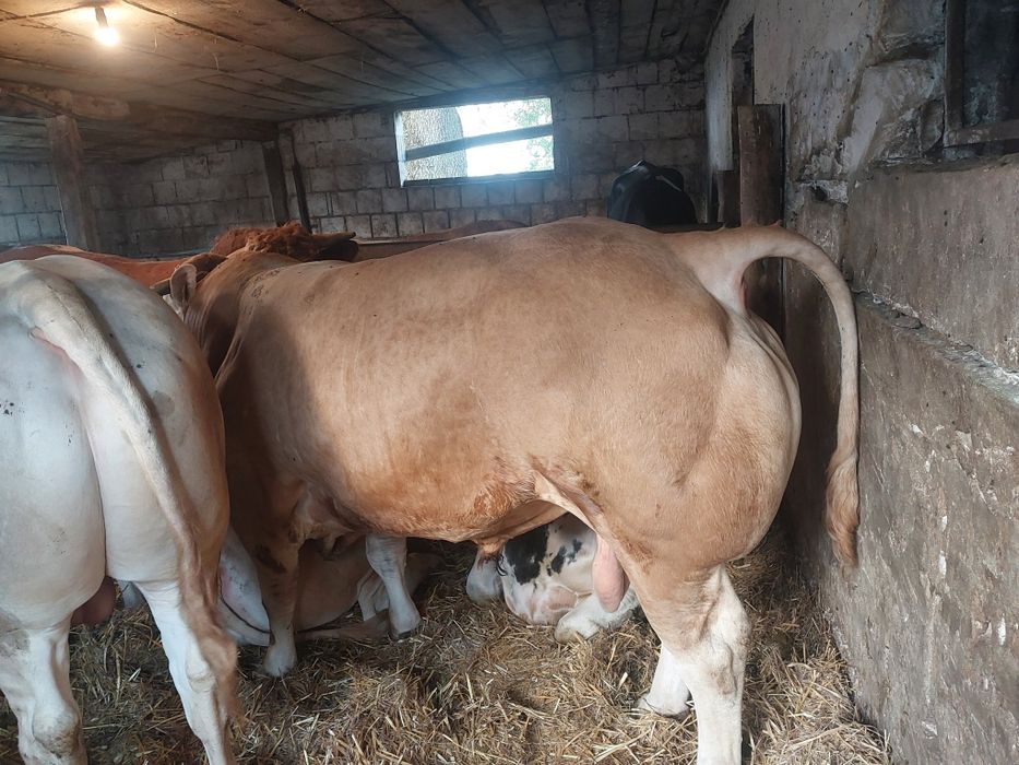 Byk Buhaj rozpłodowy rasy Blonde d'Aquitaine