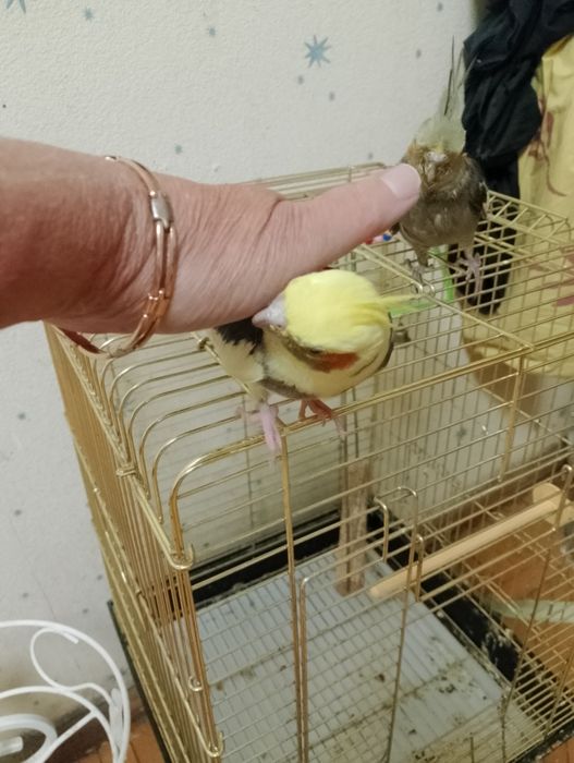 Продам две красивых очень клетки для корелл