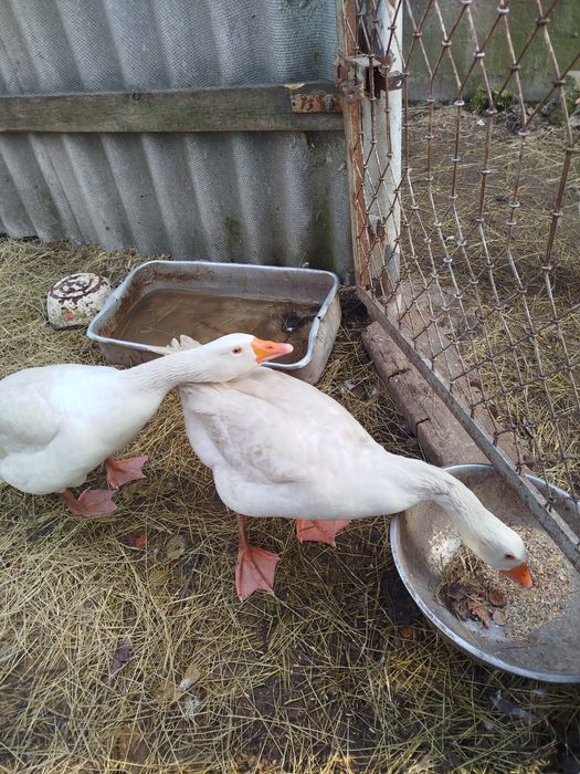 Продам гусаків Легарт