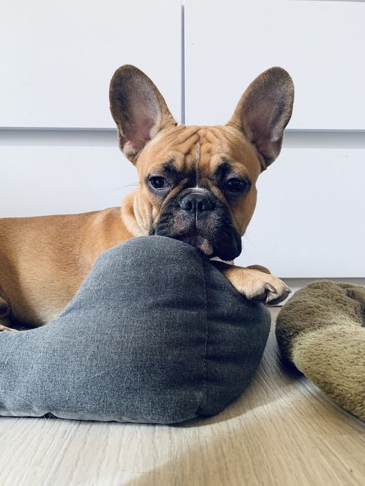 Вязка французского бульдога.