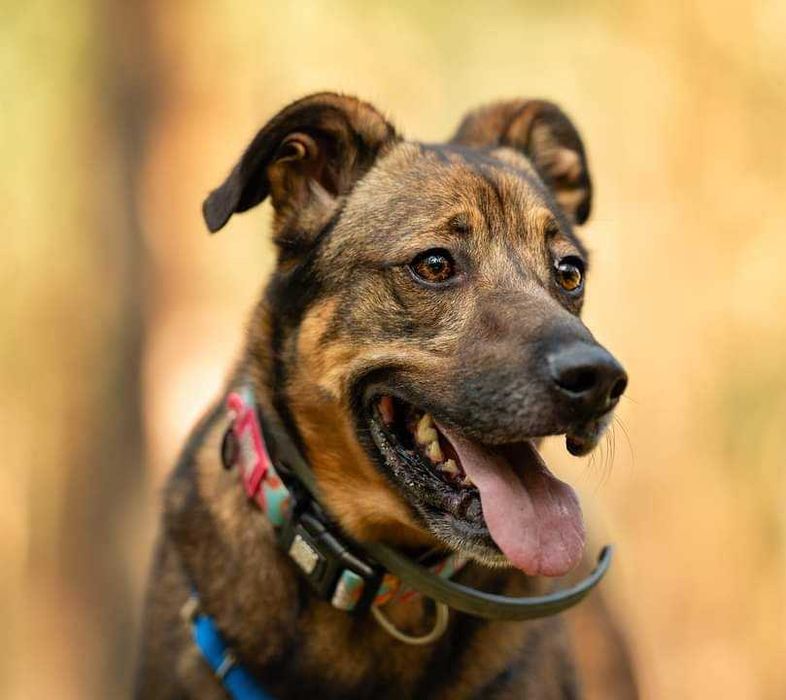 Pies Artek szuka domu