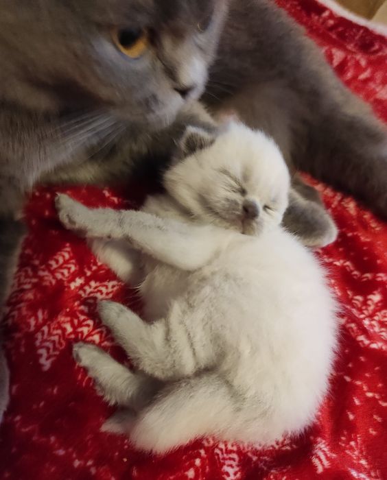 Котята , кот,кошка