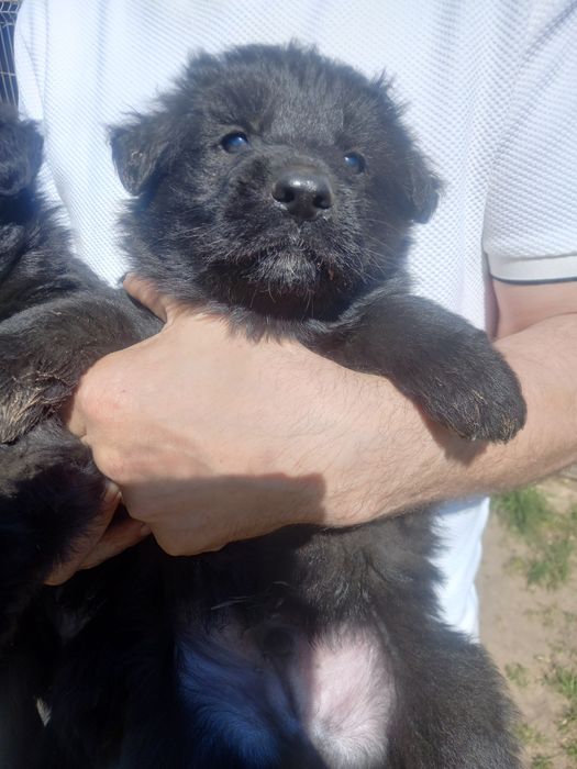 Owczarek Niemiecki Długowłosy