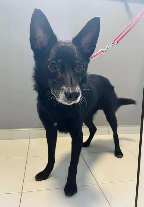 Dziadek traci dom tymczasowy