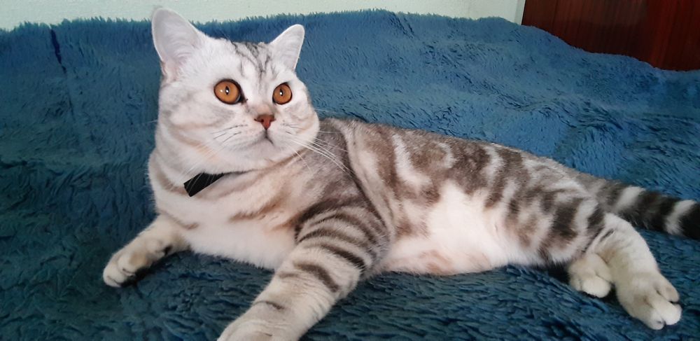 Шотландский котик вязка