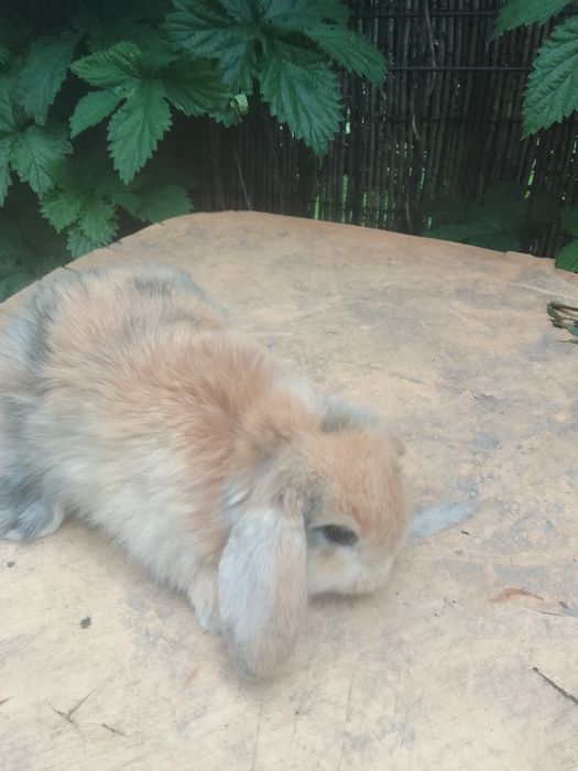 Królik baranek miniaturka