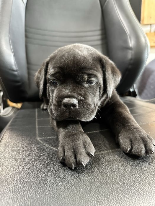 Чорний Барні – унікальний щеня Cane Corso, 1,5місяць, чисто чорний