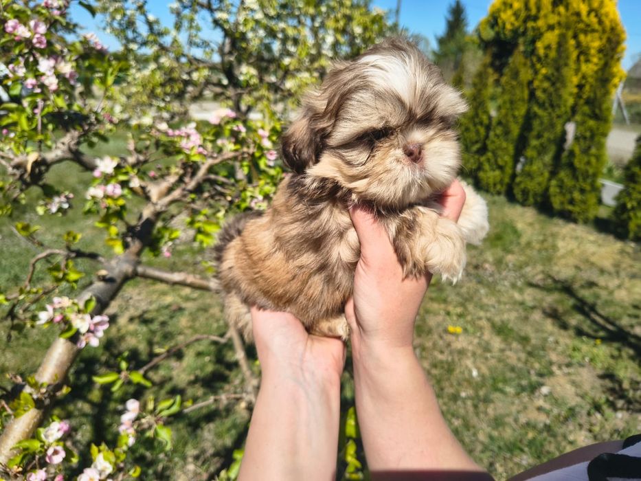 Shih Tzu Shihtzu