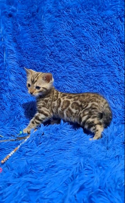 Бенгальский кот кошка