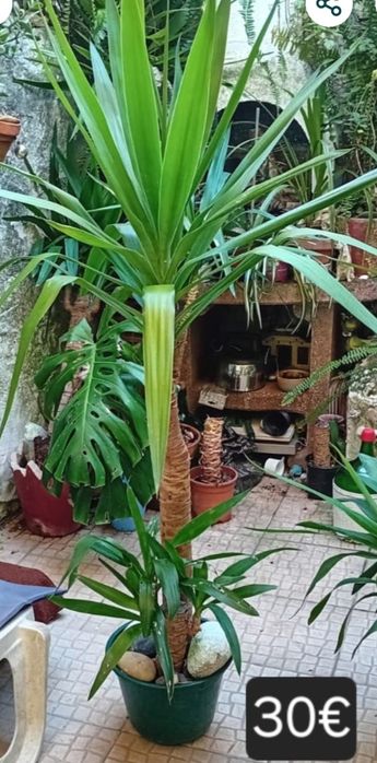 Palmeiras Yucca com tronco grosso /fino.