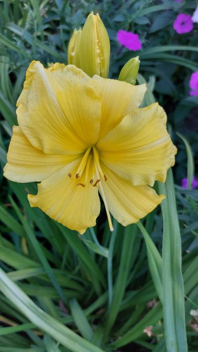 Лілейник  (гемерокаліс)  Садові квіти Багаторічник